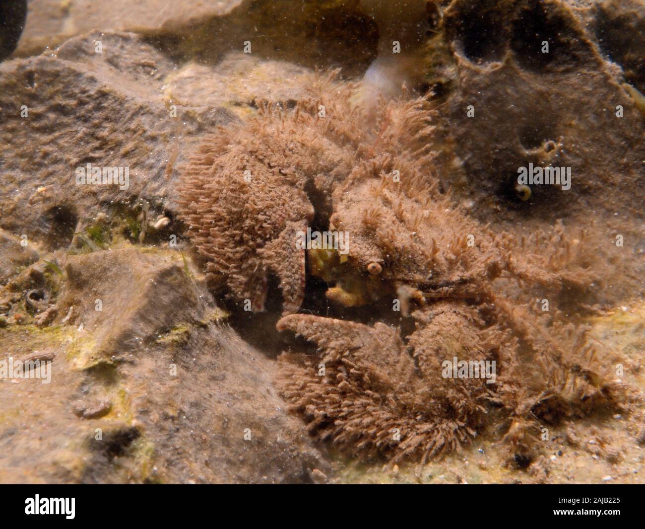 Ampio artigliato granchio porcellana (Porcellana platycheles) ben mimetizzata in un rock pool, il Gower, Wales, Regno Unito, Agosto. Foto Stock