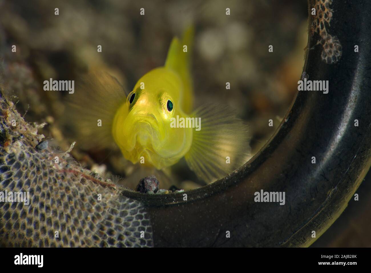 Limone ghiozzi (Lubricogobius exiguus). Subacqueo fotografia macro da Anilao, Filippine Foto Stock