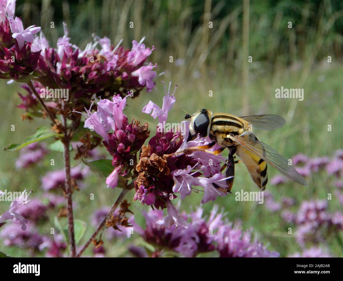 Sunfly Helophilus trivittatus, visitando origano fiori (Origanum vulgare) in un gesso prato pascolo, Wiltshire, Regno Unito, Luglio. Foto Stock