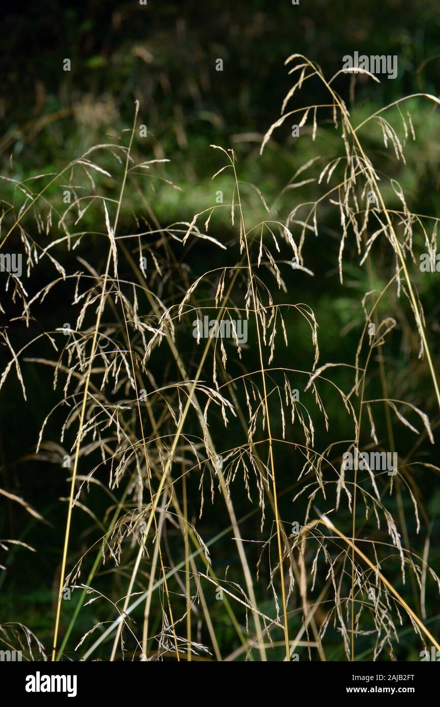 Stand di legno miglio (Milium effusum), un'erba alta di umidi boschi ombrosi, fioritura in una marcia inferiore, boschi, Gloucestershire, UK, Settembre. Foto Stock