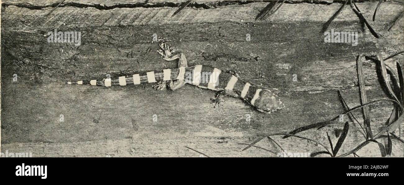 Il libro di rettile; una completa ha reso popolare opera sulla struttura e le abitudini delle tartarughe, tartarughe crocodilians, lucertole e serpenti che abitano gli Stati Uniti e il Messico del Nord . REEF GECKO Sphaerodactylus notatusThe solo vero gecko trovati negli Stati Uniti. Si verifica nei pressi di Key West, Florida. Nastrare GECKO EuUepharis variegatusRepresents la famiglia Eublepharidae, che differisce dal Geckonidae nella struttura del cranio e funzionale avente delle palpebre Foto Stock