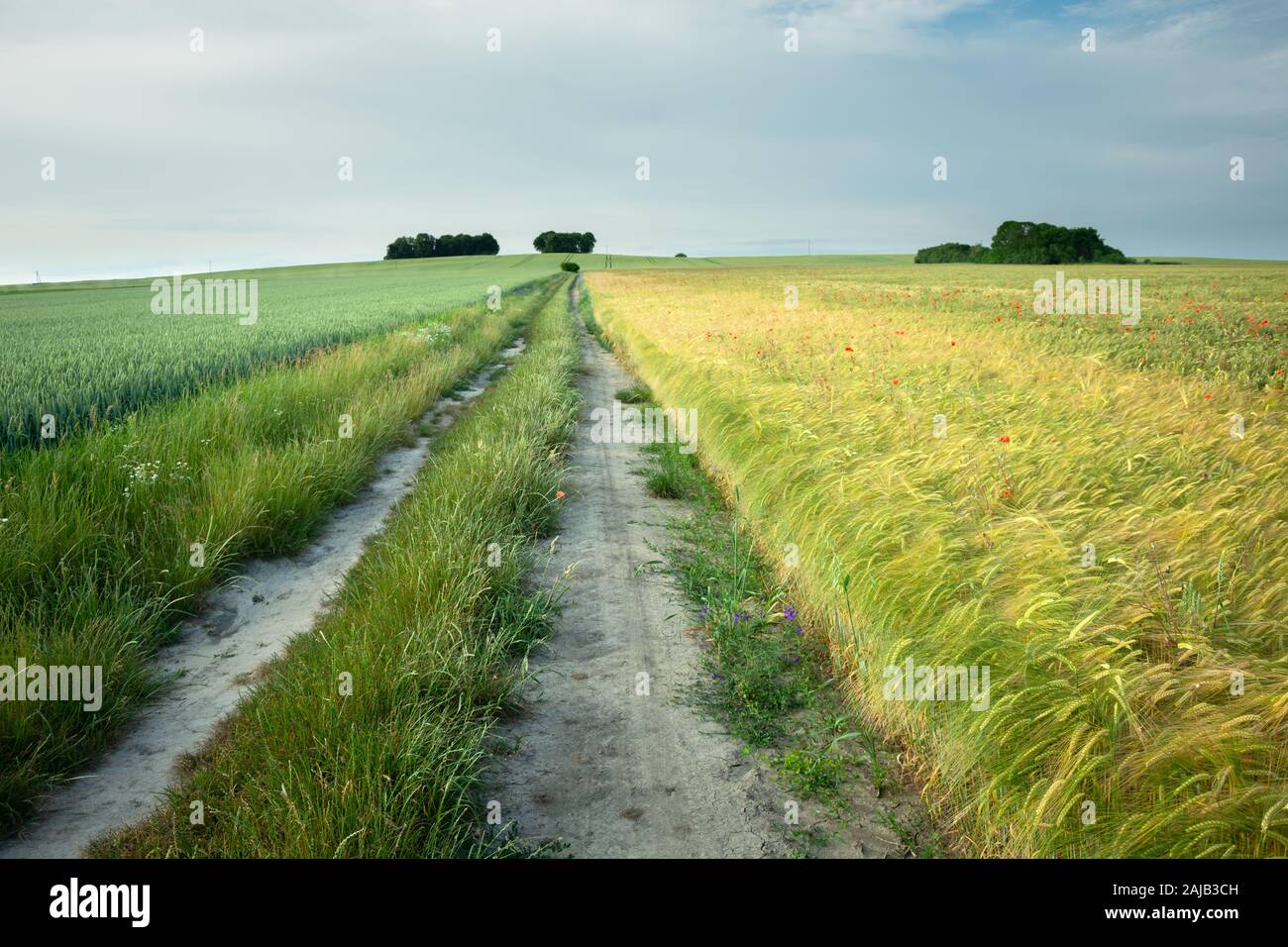 Una lunga strada sterrata, campi rurali con grano e cielo Foto Stock