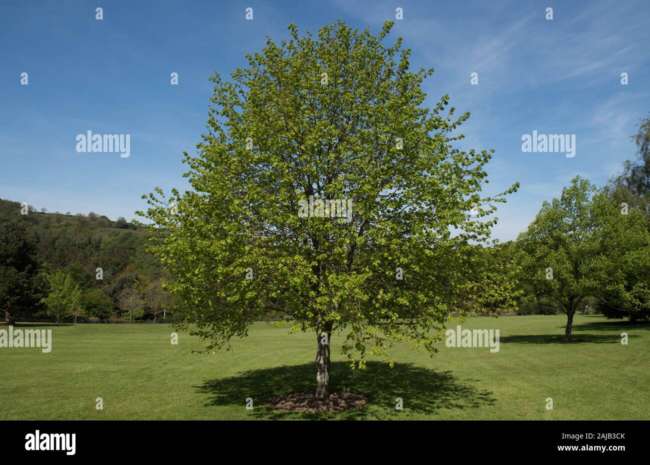 La molla Fogliame di un piccolo lasciava in Linden o Tiglio (Tilia cordata) con un luminoso cielo azzurro sfondo in un parco in Rural Devon, Inghilterra, Regno Unito Foto Stock