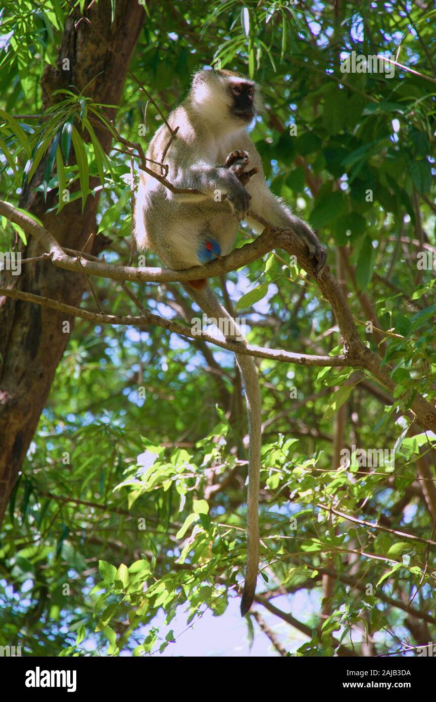 Palle blu Vervet Foto Stock