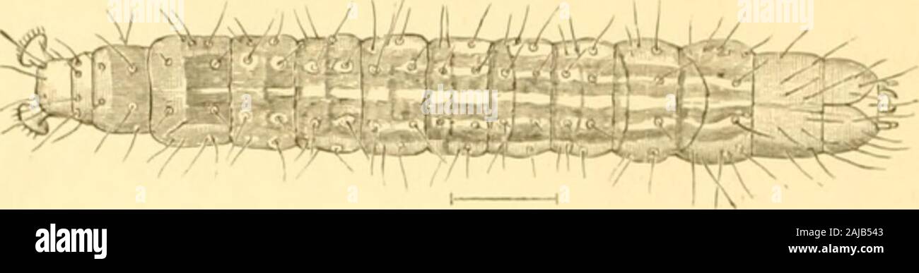 Insetti dannosi per frutti . entrambe muchmagnified. La falena misure, quando itswings sono sparse, circa halfan pollice attraverso; fronte e hind ali sono giallo, chiazzato con una più profonda ochreous ombra. Questo è anche detto di essere una varietà di n. 36.Per rimedi, vedere n. 227. No. 230.-Red-striped worm di mirtillo palustre. Questa larva, che è mostrato in Fig. 385, è stato observedby Dr. Packard ferire i capi di mirtillo palustre-piante inMassachusetts. Disegna e vincola le foglie insieme andfeeds sulla loro superficie superiore, e a volte si costruisce una seta tubeof tra due foglie, quando queste ultime vengono separate fr Foto Stock