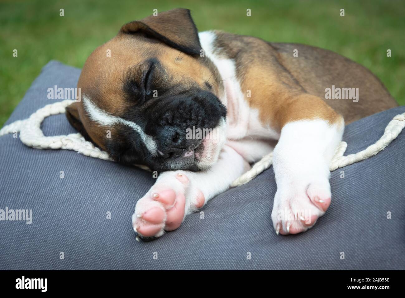 Cucciolo di cane dorme sul cuscino Foto Stock