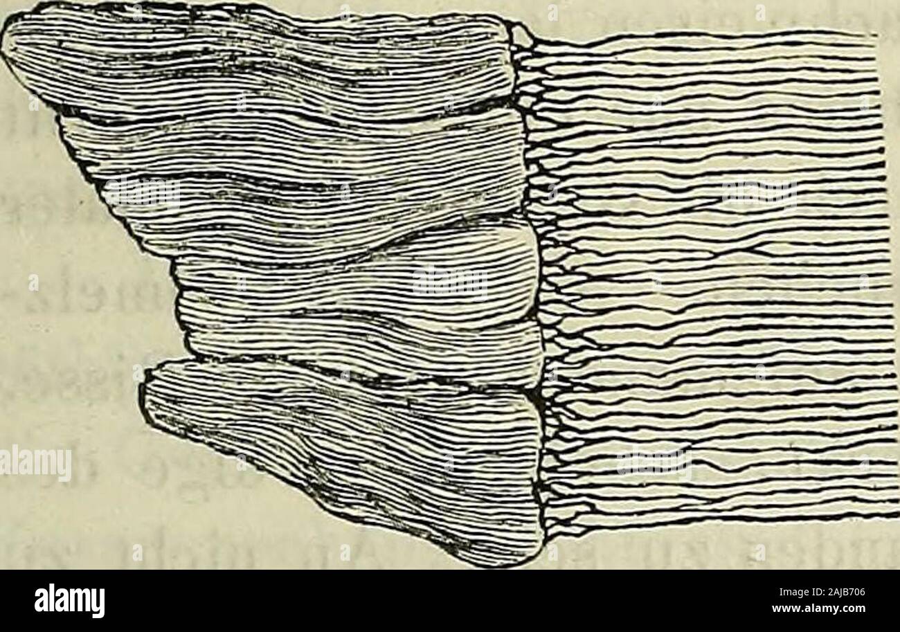 Handbuch der allgemeine und speciellen Gewebelehre des Menschlichen Körpers für Aerzte und Studierende . auf eine Linie kommen,wesshalb sie nur mit der Lupe deutlich erkannt werden können.Unter allen thierischen Gebilden ist der Zahnschmelz am reichstenan unorganischen Bestandtheilen, wie aus folgender analizzare vonBerzelius hervorgeht: Phosphorsaurer Kalk und Fluorcalciuin . . 88,5 Kohlensaurer Kalk 8,0 Phosphorsaure Talkerde 1,6 Organische Substanz, alcali und Wassee- . 2,0 100,0Untersucht man einen Längsschnitt der Zahnkrone, welcherdurch Schleifen aber nie zu jenem Grade der Feinheit gebrac Foto Stock