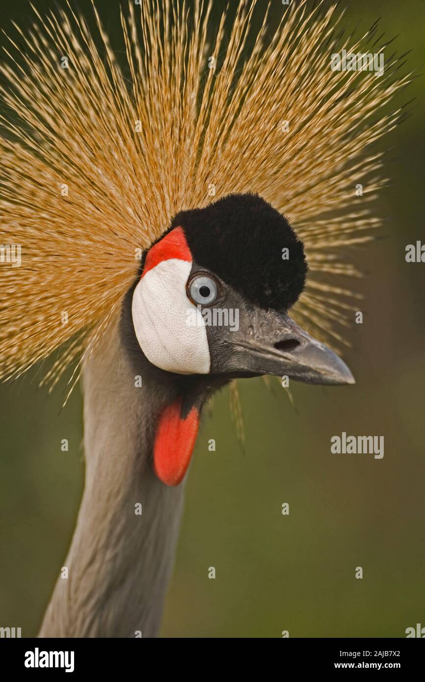 Grigia, GRIGIA A COLLO O East African Crowned Crane (Balearica regulorum gibbericeps). Ritratto. Testa. Faccia. Dettaglio del viso. Close up. Foto Stock