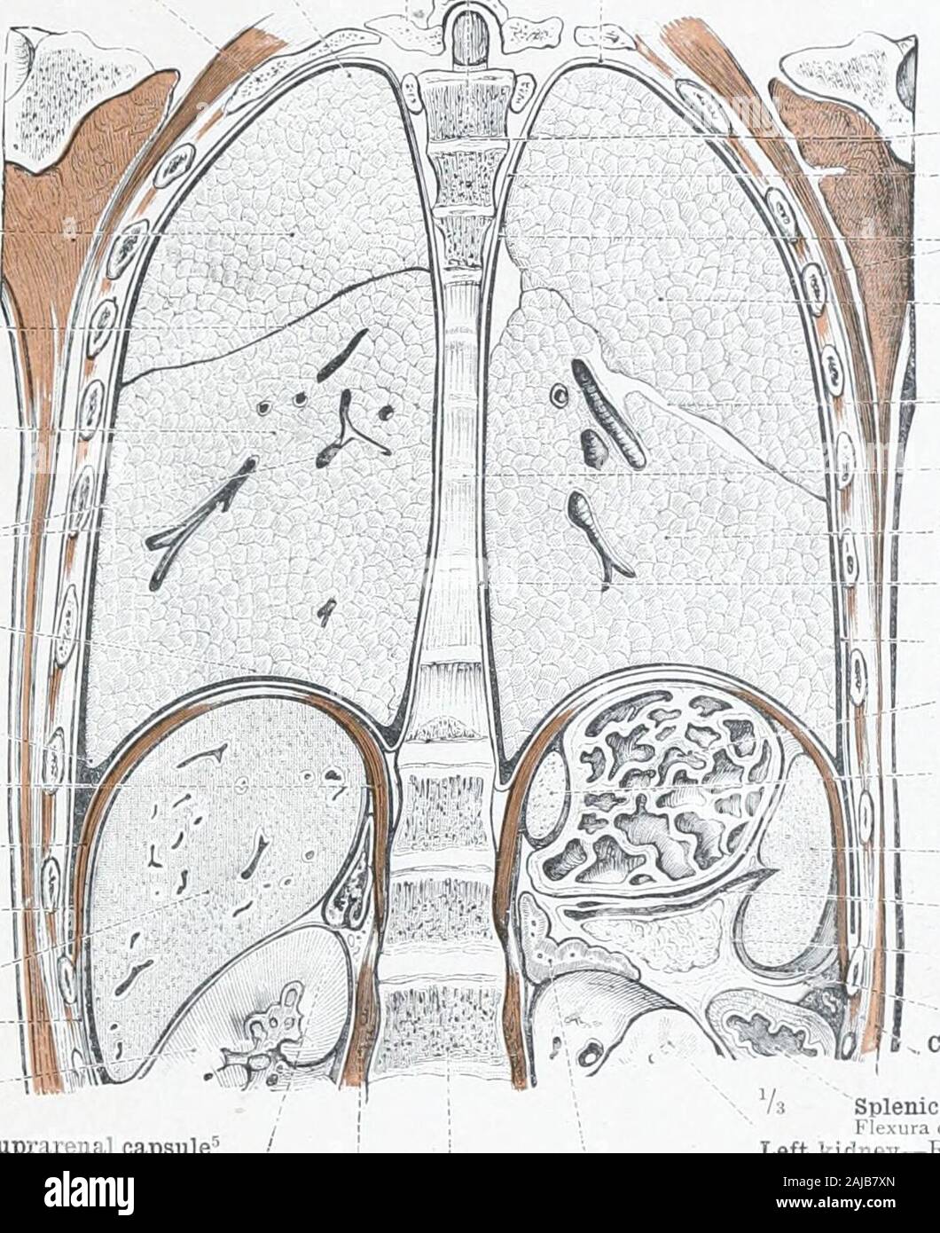 Un atlante di anatomia umana per gli studenti e i medici . acalis 11.I pleura cervicale Cupula pleura; - Superior mediastino-mediastinica strato della pleura-Laminamediastinalis pleura;i. Cavo pleurico,Cavum pleura-lobo superiore di sinistra superiore lungLobus pulmonis sinistriInterlobar fessura^Incisura interlobarisPosterior mediastino- - Cavum mediastinaleposterius lobo inferiore del polmone sinistro l.obus inferiori sinistri pulmonis mediastino strato di lamina thepleura mediastinalis pleuK-e pleura costale Pleura costalis grande cul-de-sac o fundus dello stomaco (parete posteriore) Fundus ventriculi (parete Foto Stock