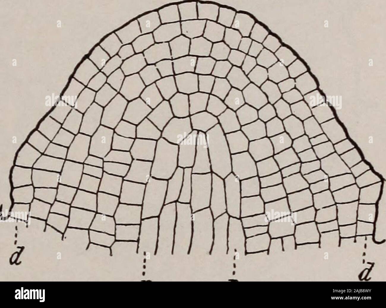 Botanica elementare . cellule f di dissimi-lar forma sono derivati da giovani tessuto in crescita noto come meristema. Meri-tessuto dello stelo è costituito da celle quasi uguali in modulo, con sottili pareti cellulari andrich nel protoplasma. È situato a regioni di coltivazione di piante.nelle piante superiori questi re-regioni in generale sono tre innumber, lo stelo e rootapex, e il cambio cil-inder al disotto della corteccia.Tessuti prodotta da thestem e apice della radice sono calledprimary, quelli dalla camma-bium secondario. In mostcases la parte principale di theplant è tessuto secondario,mentre nella pianta di mais è allprimary. 709. Ori Foto Stock