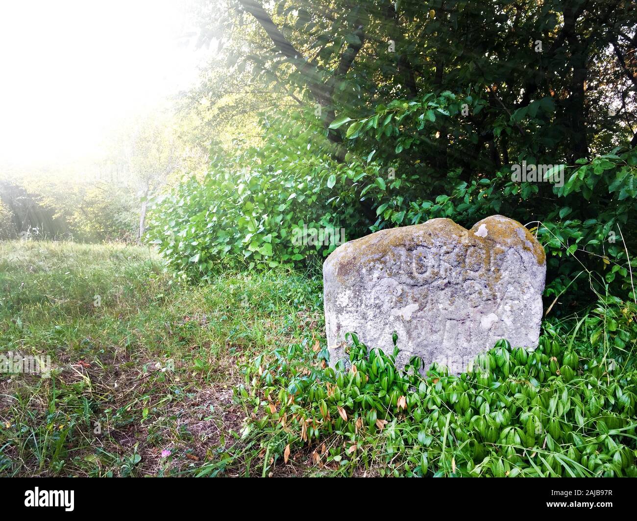 Antica lapide con inciso iscrizioni slava tra il verde di alberi in un vecchio cimitero abbandonato Foto Stock