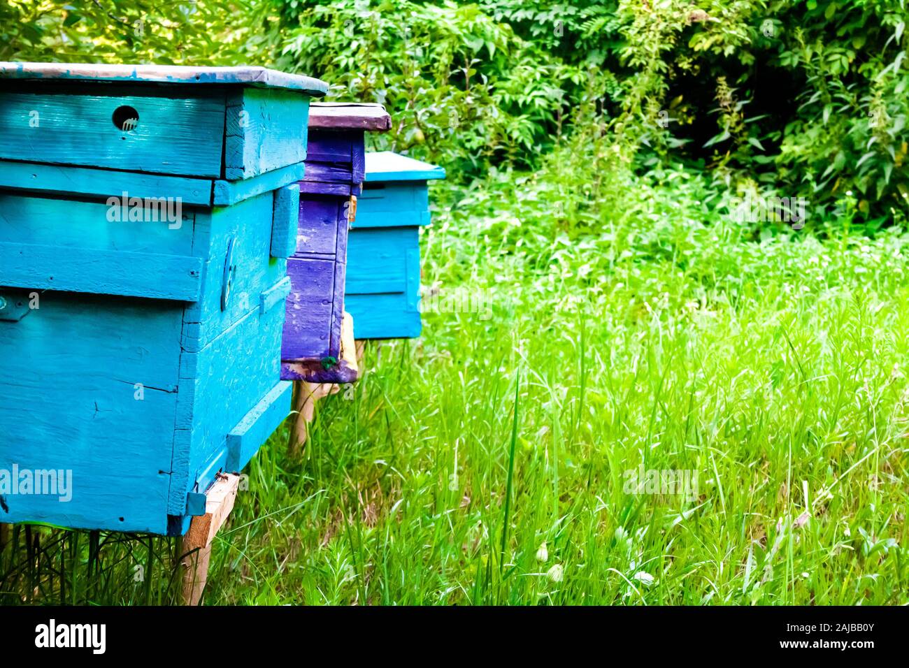 Alveari colorati in apiario in un giardino estivo Foto Stock