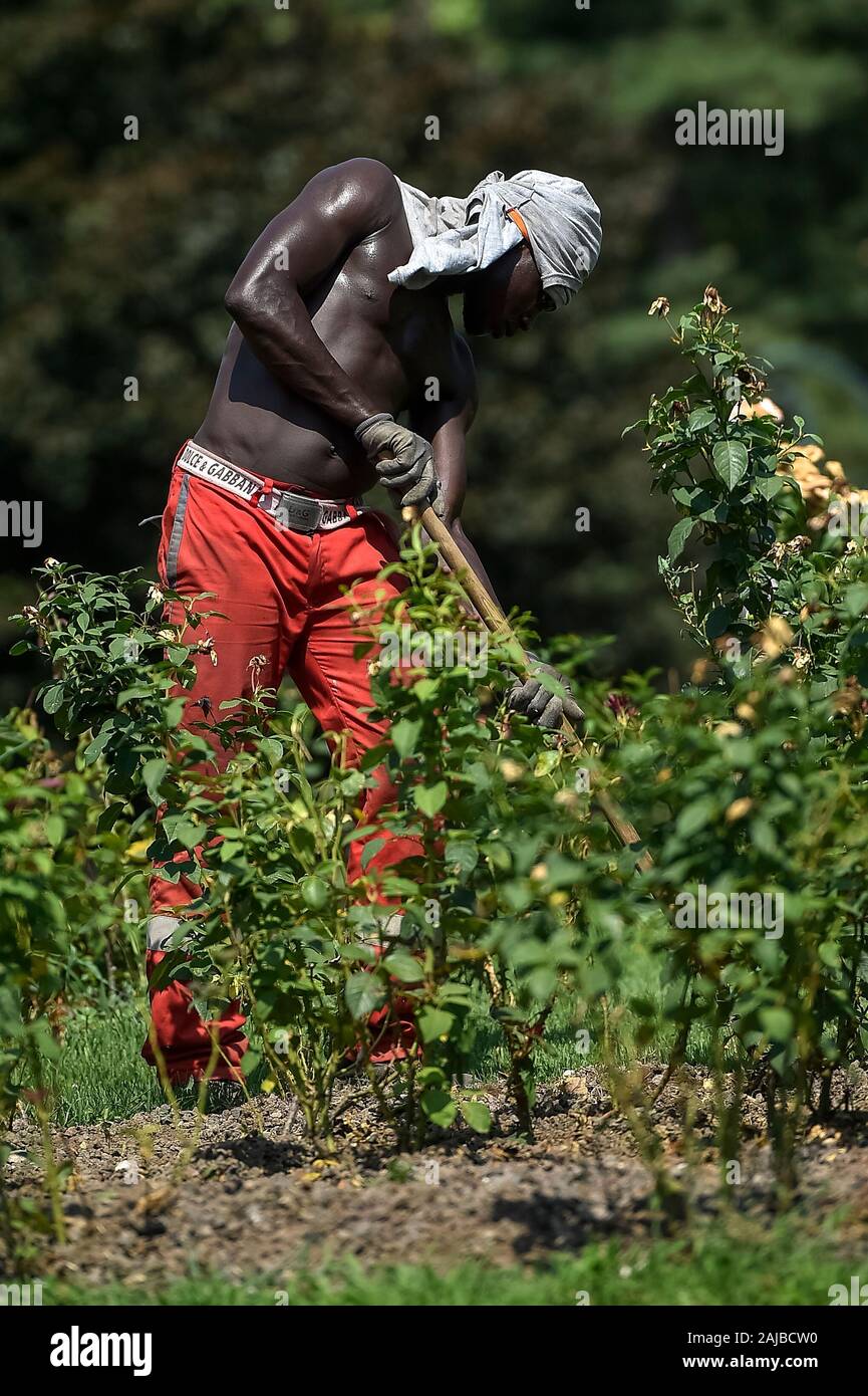 Torino, Italia - 24 July, 2019: un giardiniere lavora durante il pomeriggio. Un eccessivo riscaldamento spia è stato designato in 13 città italiane. Credito: Nicolò Campo/Alamy Live News Foto Stock