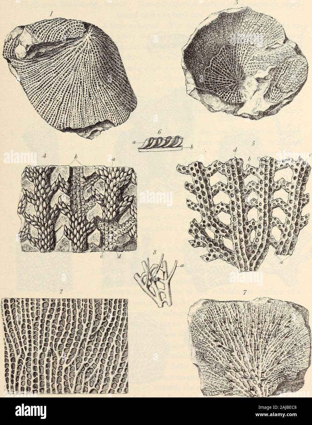 Monografia della società Palaeontographical . lluliferous superficie di  gli steli, in corrispondenza del fondo di un bicchiere di campione ; un po' en-grandi. Humbleton Hill. 4. - - Altamente figura ingrandita che mostra calchi di cellules {a) guardando alla loro base, con la piastra basale rimosso, d,l'impressione dell'celluliferous superficie di un gambo; c, IM-pressions di cellule-aperture ; d, impressioni del (?)gemmuliferous vescicole su le creste divisorie. (La lettera d punti per le cellule-aperture al posto della fila di li pitsadjoining.) 5. - - Altamente-vista ingrandita della superficie celluliferous degli steli {a) Foto Stock