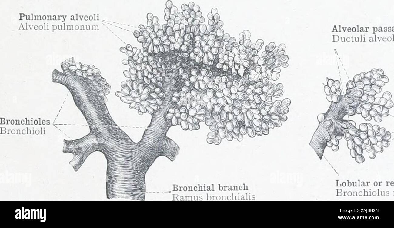 Un atlante di anatomia umana per gli studenti e i medici . / Rimus bronchialis eparterialisV io ? Ho ^y Interlobar rima ---.  ghiandole bronchiali-Ijlanduln; broncliiales cartilagini bronchiali --le cartilagini bronchiales polmonare destra veinsVen-). pulmonales dextrje Atrio del padiglione auricolare sinistro^ Atrium cordis sinistrum tutte le ghiandole mucose nelle pareti dei bronchi e deve nfounded con il hronchial Fig. 7S8.-Le radici dei polmoni, Radices Pulmonum, visto da dietro. La reciproca RelationsOF arteria polmonare, le vene polmonari, la principale linea bronchiale, e thePrimary diramazioni bronchiali, in quanto ente Foto Stock
