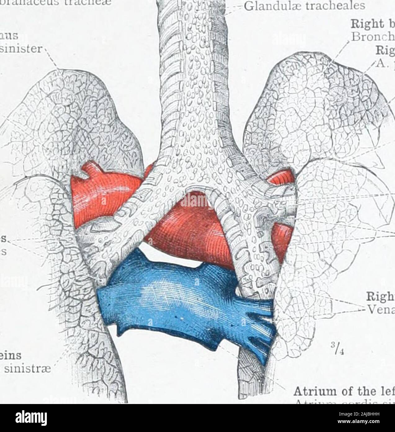 Un atlante di anatomia umana per gli studenti e i medici . Linee di confine dei lobuli thepulmonary latumpulmonis Ligamentum o broadligament del lungLis pulmonaleInferior borderMargo inferiorLower, phrenic, o superficie diaframmatici-Facies diaphragmatica l.Ki. 787.-polmone sinistro. Interno o MediastinalSurface, con la radice del polmone cutacross. Pulmo-polmone. Gli organi respiratori 465 parete membranosa della trachea Iaries membranaceub tracheale bronchusBronchus sinistra sinister arteria polmonare sinistra A. pulraonalis (ramus sinister) Hyparterial diramazioni bronchiali.Rami bronchiales hyparteriales pulmona sinistra Foto Stock