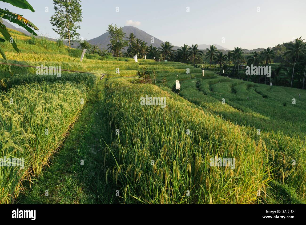 Terrazze di riso Jatiluwih, Bali, Indonesia Foto Stock