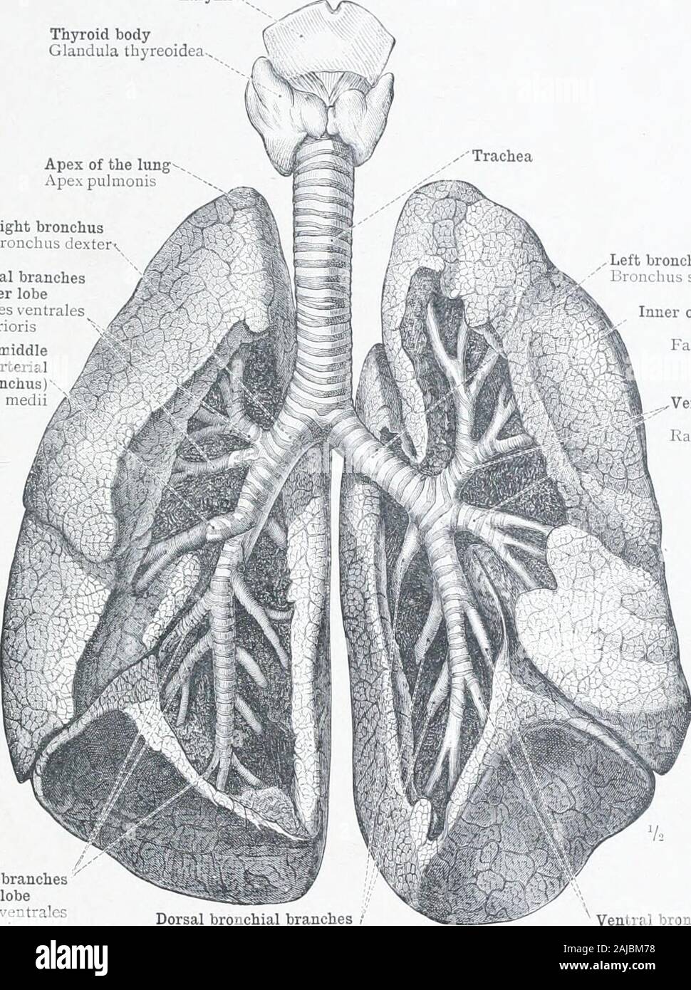 Un atlante di anatomia umana per gli studenti e i medici . lis terzo e quarto dorsalbranches-rami dei bronchi-ales dorsales, III, IV. La seconda, la terza e la quarta hyparterial ventrale) rami Kami bronchiales entrales II.-IV. (Hyparteriales) Terzo e rami fourthdorsal /Rami bronchialesdorsales, III, IV. Fig. 782.-La trachea, sua biforcazione a destra e sinistra i trunk bronchiale(Bronchi), e più grandi suddivisioni di questi (Rami Bronchiales). Visto fromBefore. L'aria-passaggi sono state riempite con sego prima di aprire il torace. Successivamente le parti sono stati dissezionati e asciugata. Il Trach Foto Stock