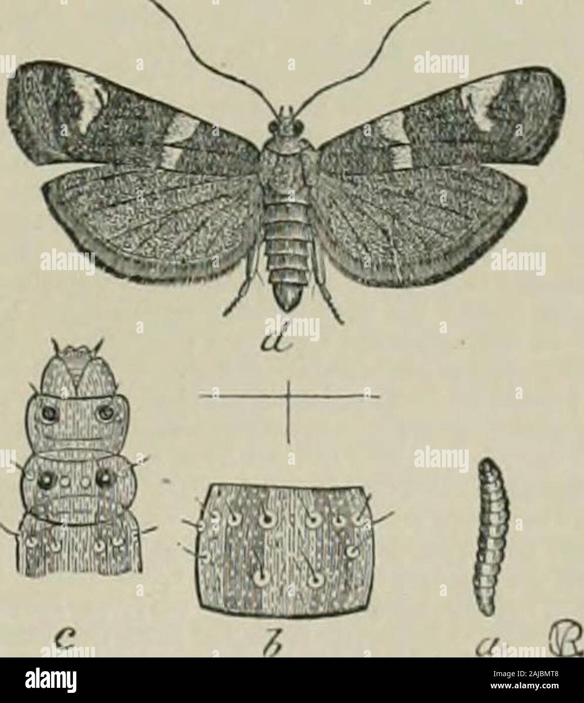 Il dizionario del secolo e dell'enciclopedia, un lavoro di riferimento universale in tutti i reparti di conoscenza con un nuovo atlante del mondo . ,"^Oneofcertain liifii!! ,,-F,", "v . ,., , . PyraUd falene del famiXy Phvcitid&lt;c il cui Ifaf-pidocchio (lef lous), n. Un afide; un impianto-•• ... - •;?/. - Pidocchio. foglia-metallo (lefmefal), n.. larviB crumple foglie oif vari alberi andJilants per effettuare casi per se stessi. La com-mon foglia apple-crumpler degli Stati Uniti è Phycinnehulo, chiamato anche Acrobasis indiginclla. Sembra insuinrair, posa e;RG3 fiora whicll il larv.n. berlina e di essere arrivato abou^ uno Foto Stock