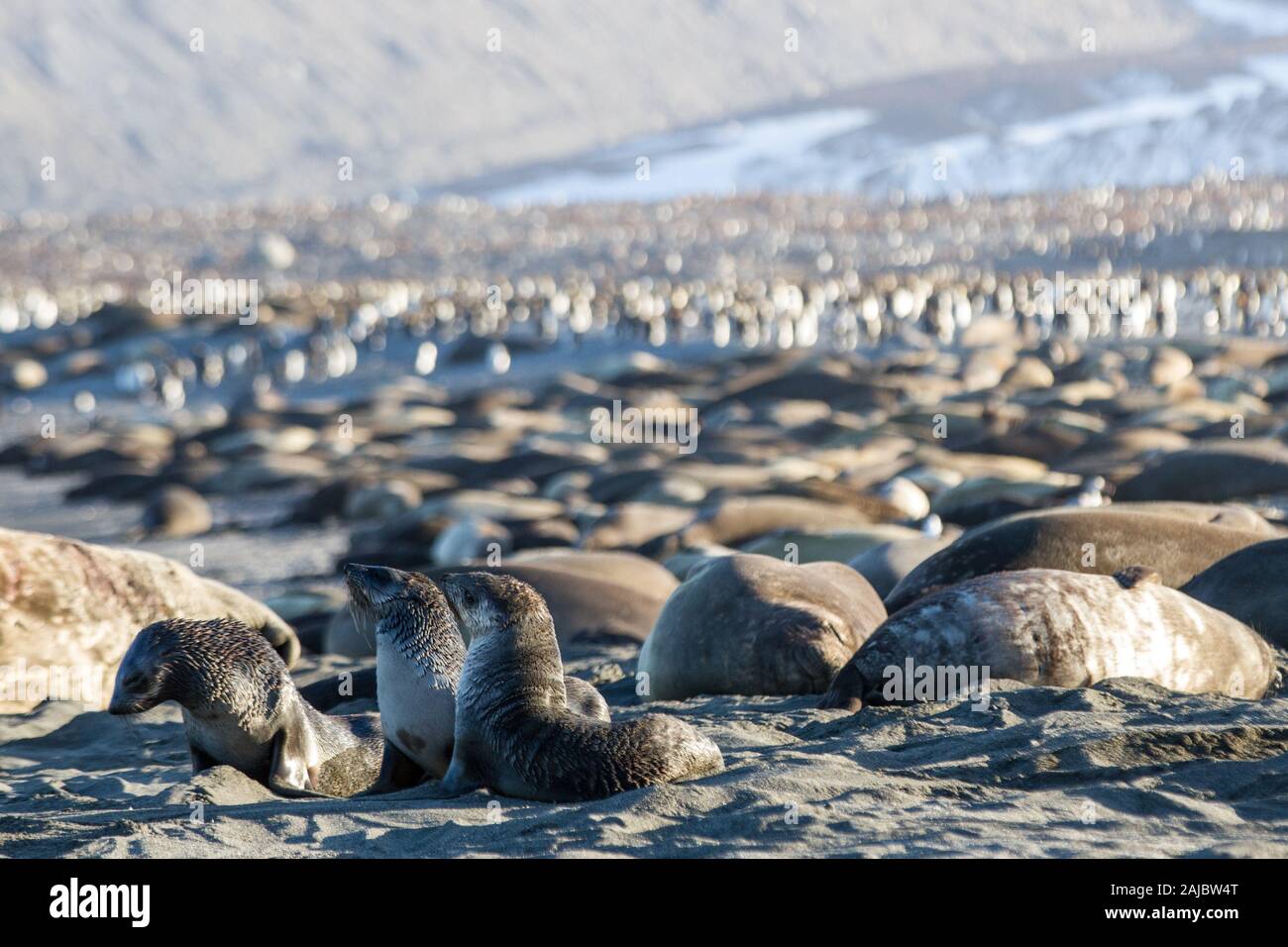 Guarnizione di elefante e re colonia di pinguini nella baia di St Andrews, Georgia del Sud Antartide Foto Stock