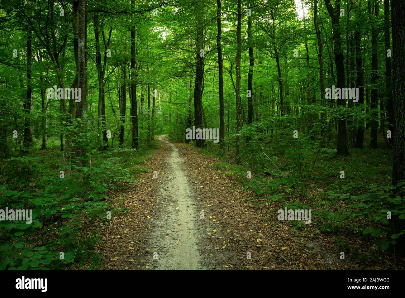 Bosco verde fresco immagini e fotografie stock ad alta risoluzione - Alamy