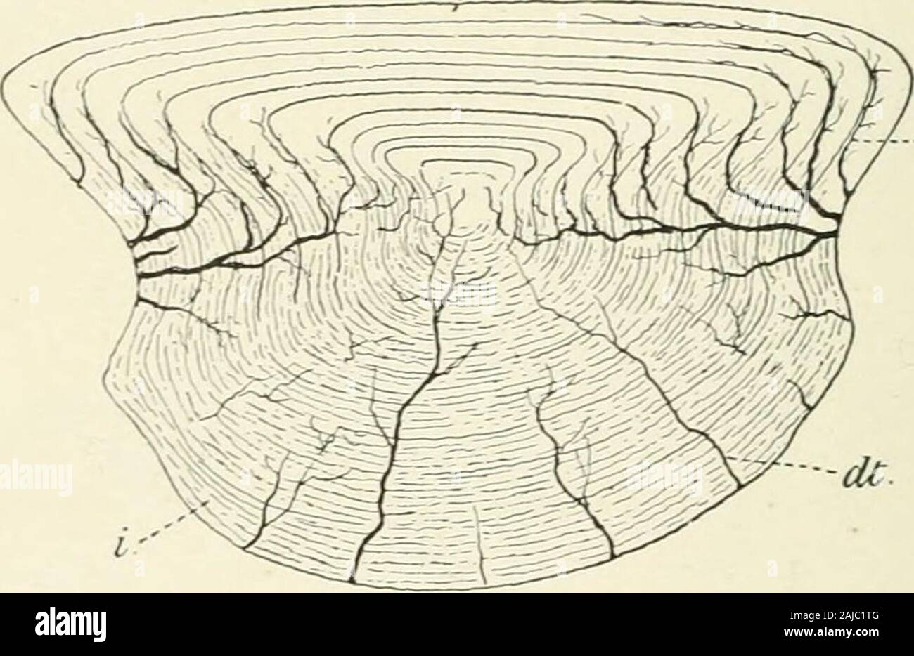 Un trattato di zoologia . vasodentine, come nel Holocephali, e probabilmente areenlarged denticles (Fig. 158). Il web dell'aletta è attaccata in frontto ostacolano il bordo della colonna vertebrale e lungo il suo w^foro base estesa a 188 ACANTHODII il corpo. La coppia di alette sono di forma analoga, con una forte anteriorspine e sottile web membranoso, supportata, tuttavia in alcuni casesby ceratotrichia vith calcificato di base (Reis [352]). La bocca isvide, l'orbita molto in avanti e le narici erano probabilmente placedas in Selachians. I cinque gill-feritoie aperte indipendentemente per theexterior. Tutto il corpo è coperto wit Foto Stock