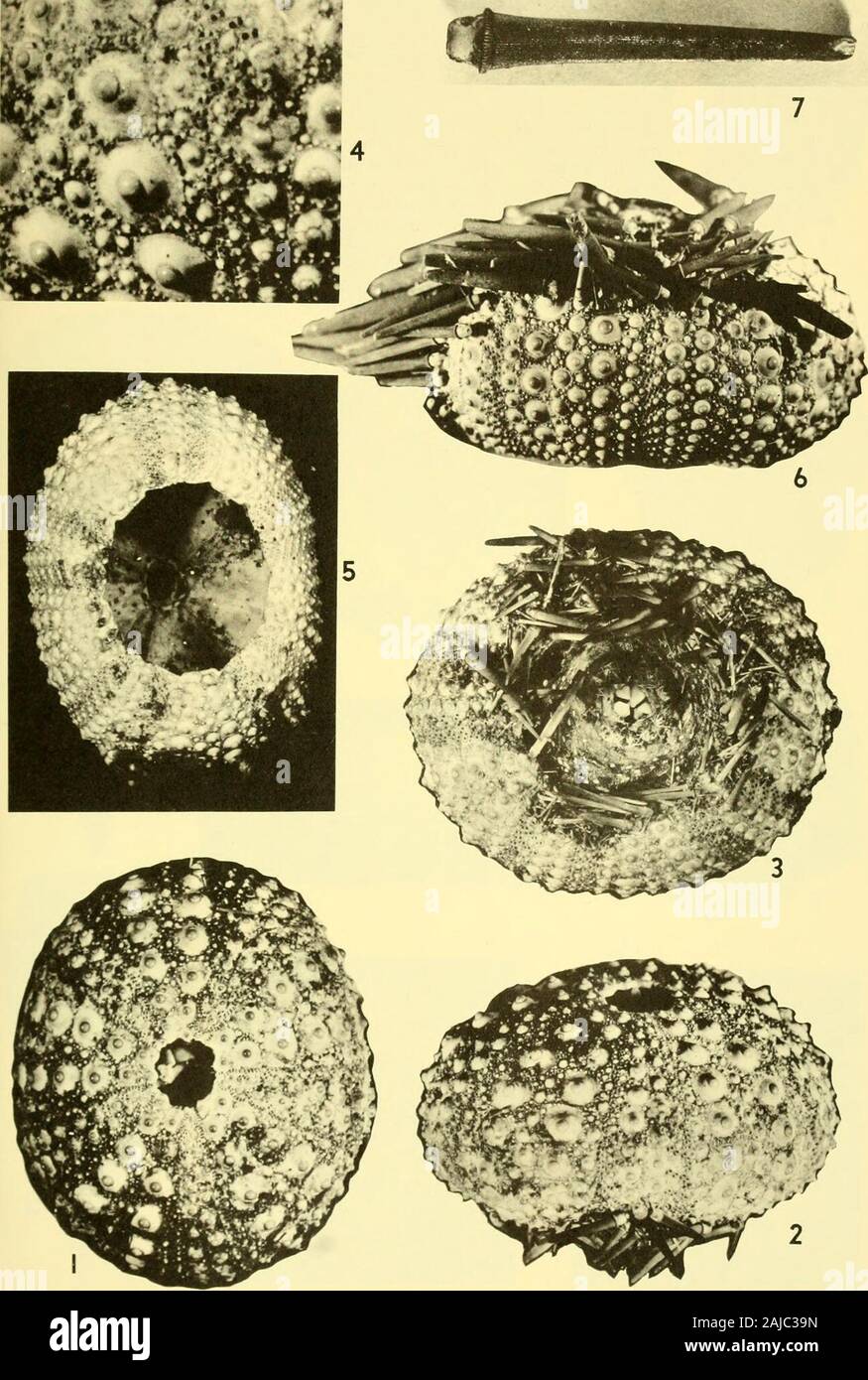 Bollettini di American Paleontologia . Altezza del frammento di 24,5 mm, larghezza 20 mm. Ex-terior e vedute interne della parte di un connesso ambulacrumand interambulacrum, X 1.7. 10. Modello L600al. PRI27662. Spina dorsale recuperato dal modello L600a. Lunghezza 5,1 mm, diametro al di sopra del collo 1.2 mm x 5.4. 11-13. SpecimenL600C, PRI 27663. Altezza 10 mm, larghezza dell'arch 7.5 mm.Viste di semi-epifisi, X 3. Tutte le suddette specimensare dalla Playa Grande Formazione (Catia Stati). 358 Bollettino 252 spiegazione della piastra 16 figura pagina 1-7. Echinometra lucunter (Linnaeus) 302 1-4. Modello A606a. PRI 27664. Lunghezza 45 m Foto Stock