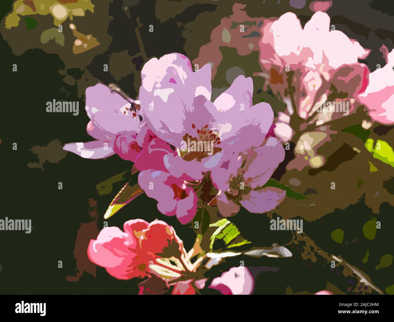 Apple Blossom grappolo di fiori di colore rosa intaglio Foto Stock