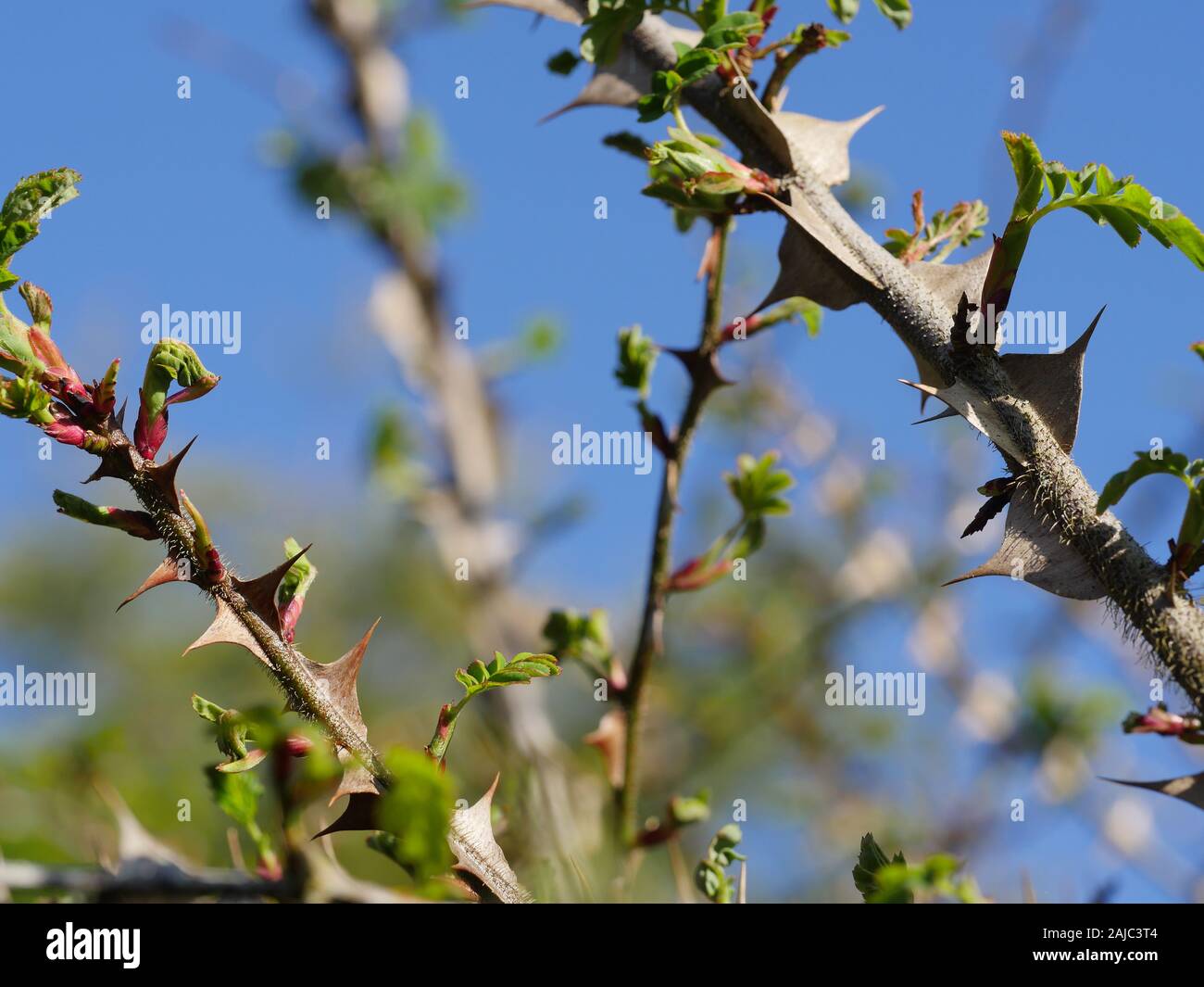 Rosa sericea ala, thorn rose Foto Stock
