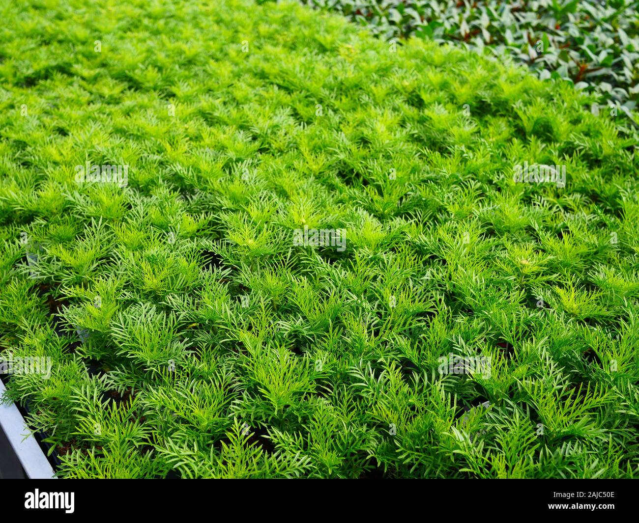 Impianti di Cosmos benchful Foto Stock