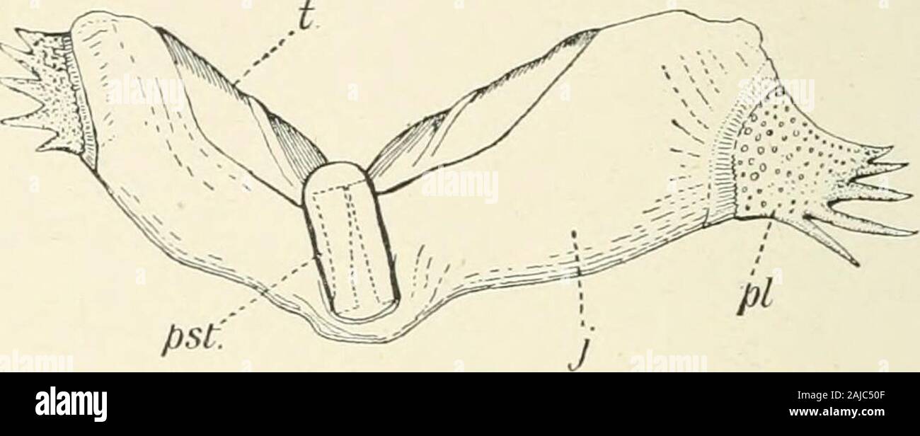 Un trattato di zoologia . Fig. 141. Una dentizione, di Mynaanithus. B, vista dorsale di Squaloraja poli/spondylc, A. Cdentition di CaMoW/)/?ic/iHs; D, di .sVyim/oroJa ; E, ot Rhynehodus; F, o( Harriotta elegans. Dand G, Elasmodivs HuiUeri, ad es. (Tutti dopo Dean.).cl, clasper anteriore; c, abbinato la cartilagine •c, clasper; f.v, fuse vertebre postoccipital ; pst, dente predentary ; j)t, palatine dente-piastra ; pv.t, dente prevomenne ; r, rostro ; st, dente-piastra della mascella inferiore; t.n, area tritoral •tt, tentaculum ; v.c, colonna vertebrale ; v.t, vomerine dente. 178 HOLOCEPHALI (Fig. 114). Ganodus, Ag. ; Jurass Foto Stock