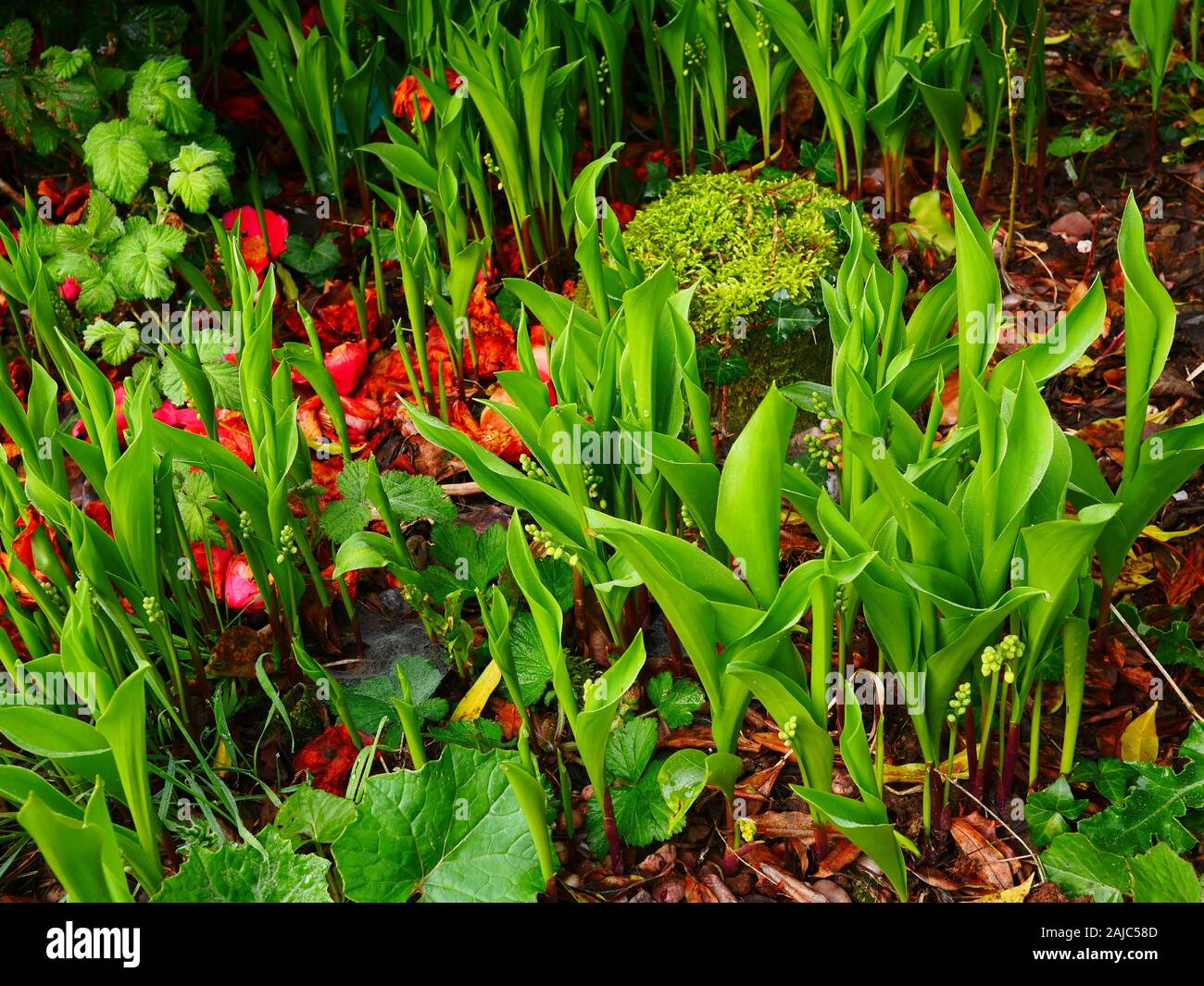 Convallaria majalis, il giglio della valle emergenti in primavera Foto Stock