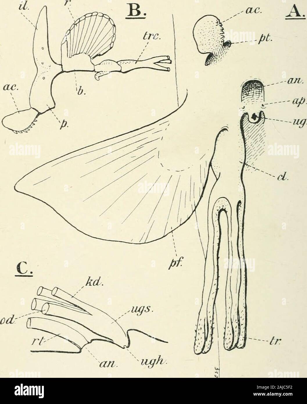 Un trattato di zoologia . Il corpino pettorale è formata di cartilagini stout fusi in themiddle linea ventrale. Essi supportano lo scheletro della pinna, Avhicliis essenzialmente del tipico Selachian tipo, con molti fan-raysattached simile ad un metapterygium (Fig. 134). La pinna pelvica ha un verysimilar ma minore .scheletro (Fig. 138). La cintura pelvica sul 174 HOLOCEPHALI altra, differisce notevolmente da quella del Selachian, in chei due metà non sono fuse e il processo di iliaca è ben sviluppata.Nel maschio un claspei anteriore-, armati con denticles e presentata in ^ac.. Fir.. 130. Chlnwcr Foto Stock