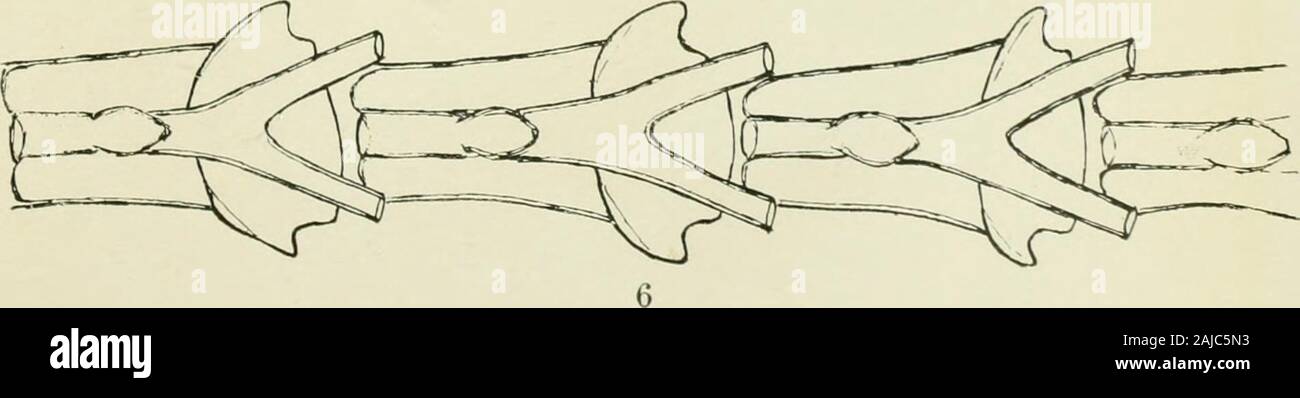 Zoological risultati di esperimenti di pesca svolte da comportamentali F.I.S. per sciare in "Endeavour", 1909-14 sotto H.C Dannevig, direttore del commonwealth del volume della pesca 1-5 . A. M. balla, del. Spiegazione della piastra VIII. Fig. 1. Charonia nodifera, Lamarck, var enclia, Hedley. ZOOL. Risultati adoperano, Vol. II. Piastra VIII. Foto Stock