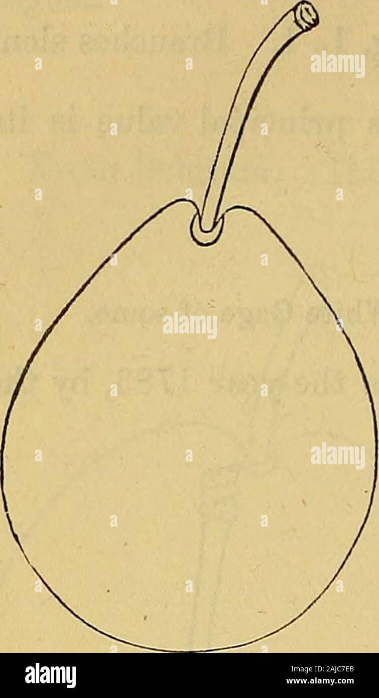 I frutti e alberi da frutta di America; . Princes giallo Gage. Albero vigoroso, rami peluria. Frutto medio di cui sopra, di forma tondeggiante. La sutura profonda. Pelle rossastro pur-ple, coperti con blu fiore. Carne verde giallastro ; si separa dal recinto di pietra. Buona foi la cottura. Lo scorso luglio. Prune dAgen. DAgen. Eobe de Sergent. San Maurin. Prune dAst. Agen Datte. Prune de Brignole di alcuni. Prune du Roi. A. varietà estera di eccellente qualità. Struttura ad albero di una crescita moderata,rami lisci. Yery produttivi. Frutto di medie dimensioni e di forma ovale, collo leggermente. La sutura di piccole dimensioni. Pelle vio 940 IL PLTJM. Lasciate pttriDle, coperto con una fitta bloom un Foto Stock