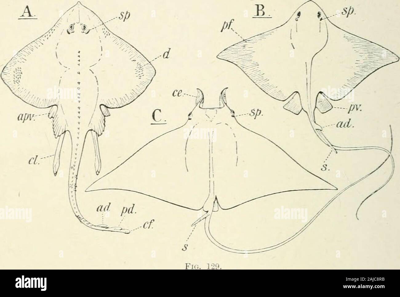 Un trattato di zoologia . tyclwdus decurrens, Ag. ; Cretaceo, Sussex. (Dopo A. S. Woodward,da Brit. Miis. Guida.) parti diventano separato dal resto della pinna, in modo da formare aspecial cefalico anteriore fin, mediana nella Myliobatinae (Fig. 129, B).Nell'Dicerobatinae questa aletta è sviluppato come appaiati horn-come proiezioni(Fig. 129, C). La testa con i suoi grandi occhi sporgenti, sporge tergalmente sopra iltappo del disco. Lo scheletro è simile a quella dell'Trygonidae ; butthe ceratohyal è attaccata al primo arco brachiale. La pelle è liscia,tranne per una forte colonna vertebrale seghettata Foto Stock