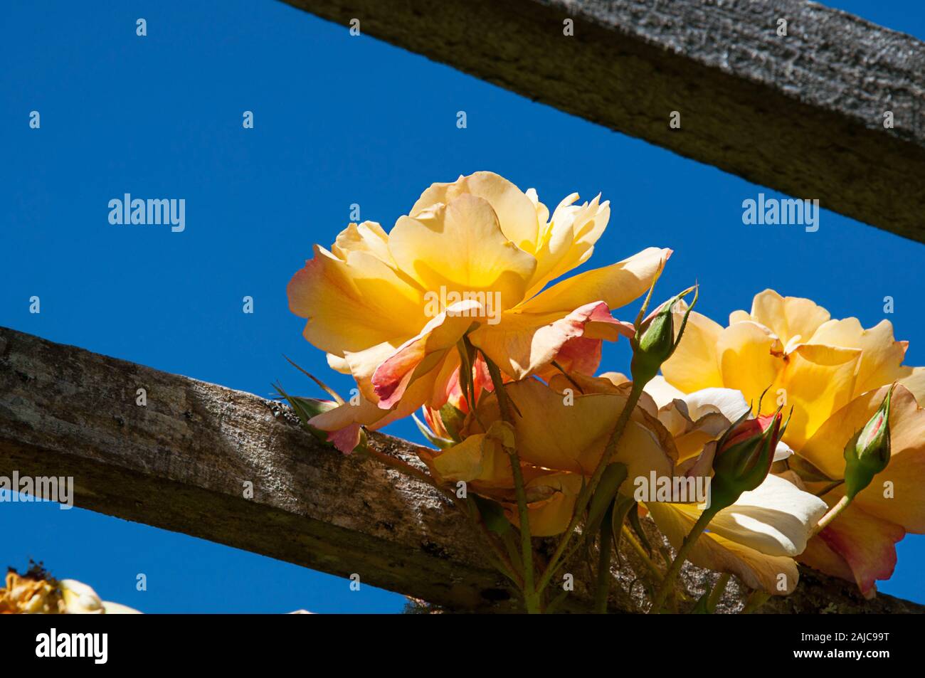 Rose giallo giardino floreale recinto e cielo blu nella splendida natura dell'immagine. Rustico recinzione di legno con luce solare Cattura i gialli con petali di rosa e Foto Stock