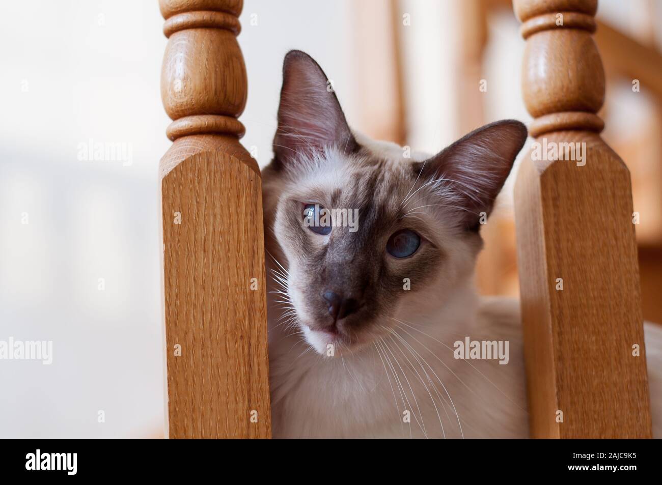 Bella Balinese gatto pet ritratto di questo esotico gatto di razza con gli occhi blu. Egli è un cioccolato appuntita kitty Balinese, un'impostazione interna. Foto Stock