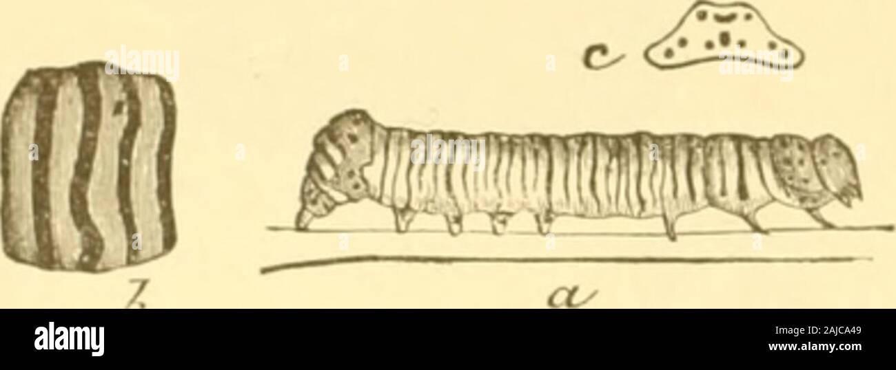 Insetti dannosi per frutti . ew giorni. Di solito ci sono due covate eachyear, le tarme che figurano sul parafango in maggio e agosto,i bruchi in giugno e in luglio e in settembre. La falena è illustrato abbiamo mangiato nella figura. Si tratta di un molto beautifulcreature, di un profondo colore blu-nero, con due grandi pale-yellowspots su ciascuno dei parafanghi anteriori e due macchie bianche su eachof hind ali. Nella figura la falena femmina è offrono-rappresentavano ; il maschio ha le macchie sulle ali proportionatelylarger, e una cospicua segno bianco lungo la punta di theabdomen. La spalla-coperchi sono gialli e le gambe partlyo Foto Stock