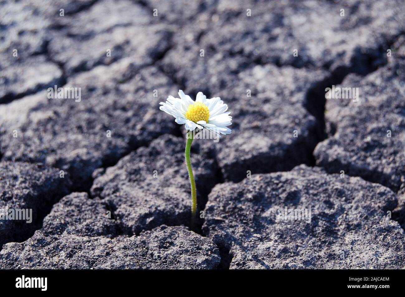 Flower è cresciuto nelle zone aride incrinato terreno sterile Foto Stock