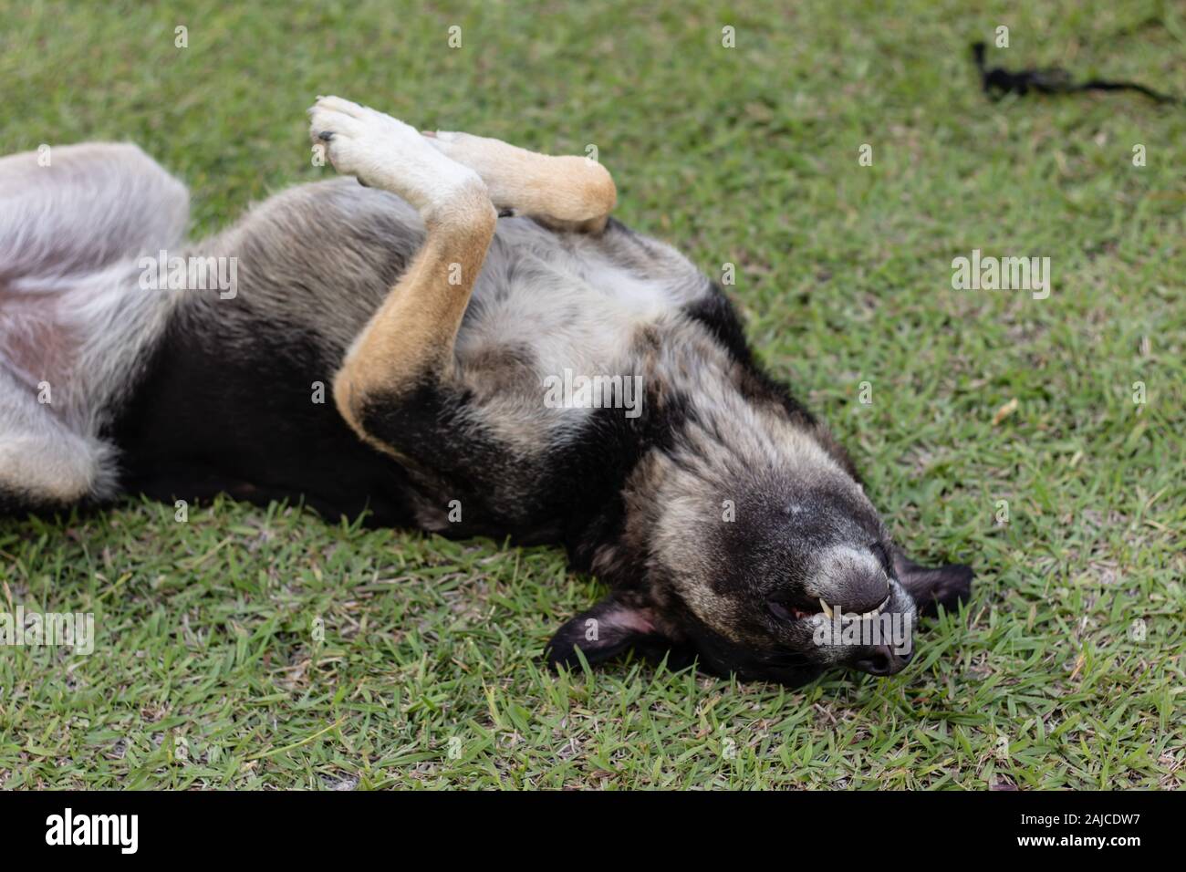 Un primo piano shoot per adulto simpatico cane randagio rotolamento su erba - tono di grigio dominante. foto ha preso a Izmir/Turchia. Foto Stock