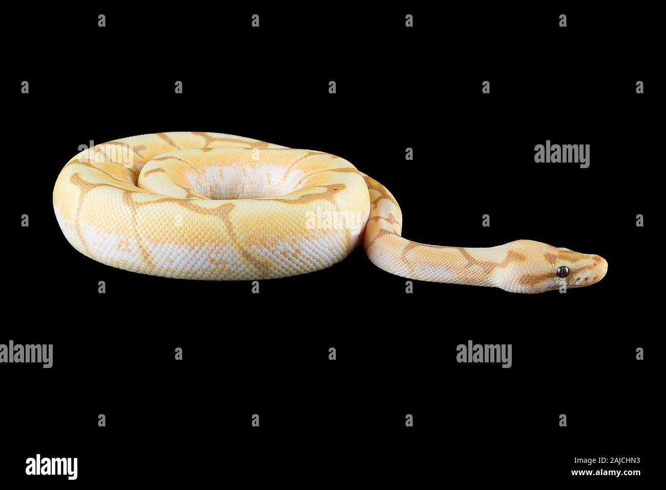 Albino python isolati su sfondo nero Foto Stock