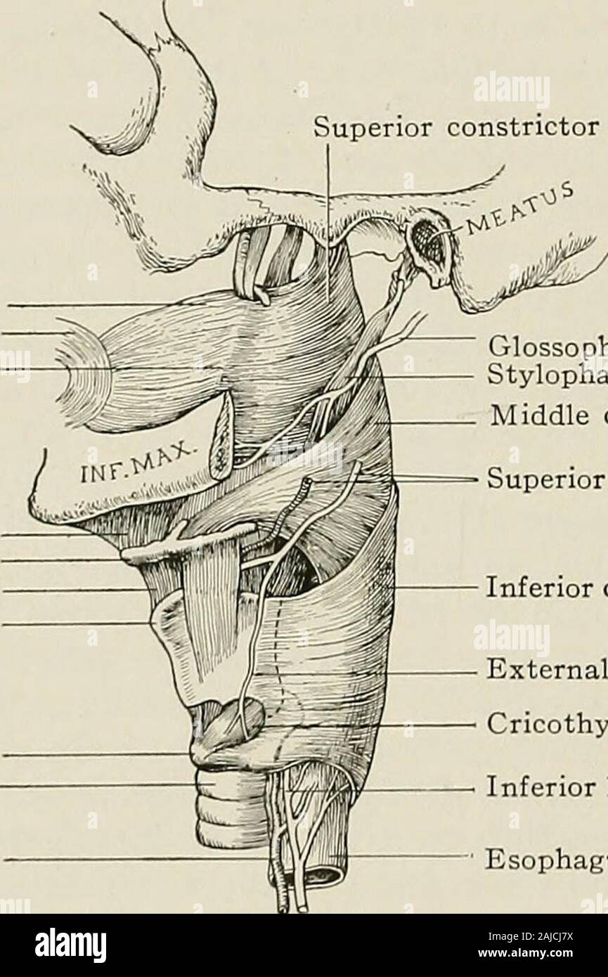 Trattamento chirurgico; una pratica trattato sulla terapia delle malattie chirurgico per l'uso di professionisti e studenti di chirurgia . houldersis una tabella con una testa-rest che può essere interrotta. Una incisione viene effettuata in linea mediana dall'osso hyoid quasi a thesternum. Se necessario, una incisione trasversale può attraversare la estremità superiore di themedian incisione. La pelle, fascia superficiale e platysma dovrebbe essere dis-sected libero, esponendo la laringe e la sovrastante i muscoli da la hyoidbone al secondo anello della trachea. Il sternohyoid, l'anteriore bellyof il omohyoid, sternothyroid e thyrohy Foto Stock