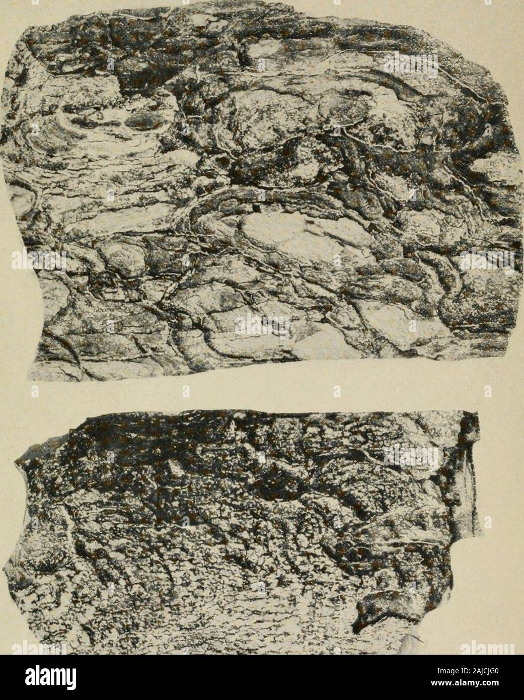 Lignum-vitae; uno studio dei boschi del Zygophyllaceae con riferimento al vero lignum-vitae di commercio--le sue fonti, proprietà, utilizza e sostituti . Tipiche della corteccia cubano-Lignum vitae(Guaiacum officinale) X&GT;^. Foto Stock