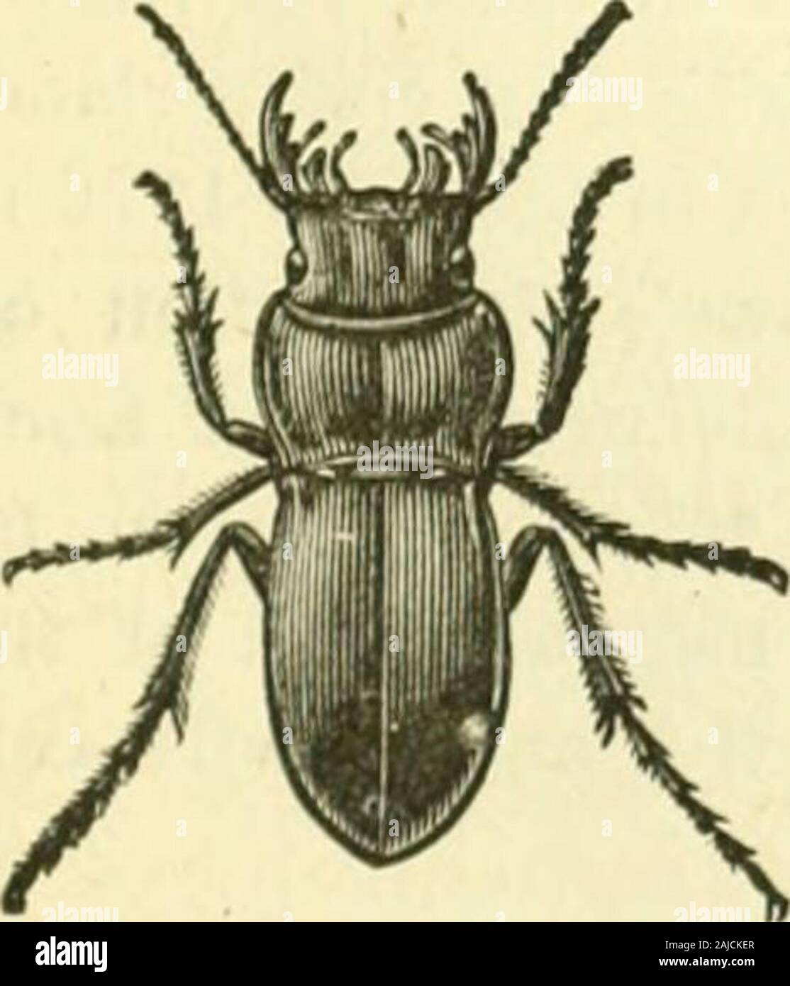 Mezza con insetti . Tetracha. Calosoma. Fig. 165. Fig. 166.. Pasimachus. Foto Stock