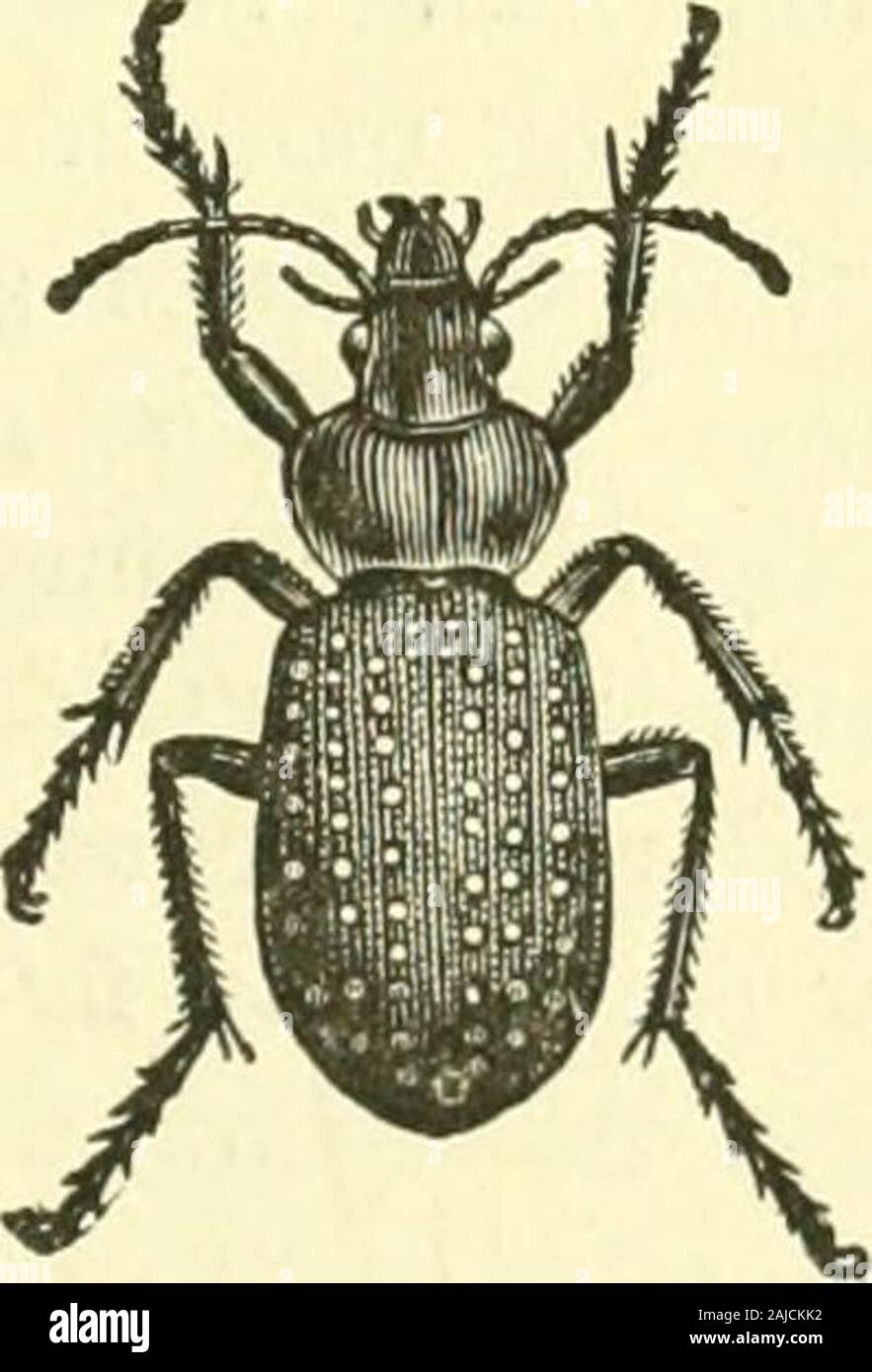 Mezza con insetti . Tetracha. Calosoma. Fig. 165. Fig. 166. Foto Stock