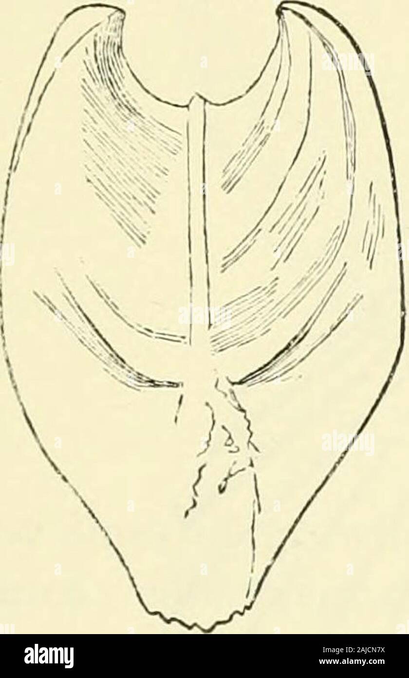 Bollettini di American Paleontologia . Fig. B.. CULLAEA VULGARIS,-(Fig. B.) fossili di questo avviene nella forma di un cast laterale del guscio; esso viene gonfiato, subtriangular, appiattite prima, becchi prom-inent e in-cnrxd; spessore shell, aucimarked con numerose e delicate longitu-dinal strie. Esso è associato vith la- Fx(a}ra andEelemnitella al Black liock nel greensand. Il C. vulgaris è collocata qui da itoassociation con il E. costata. FA^riLY PECTENIDAE. IECTEN, SMERLO. Shell sub-orbicular, regolari, in appoggio sulla valvola destra,di solito ornata da traforato o nervature squamosa fromth radiante Foto Stock