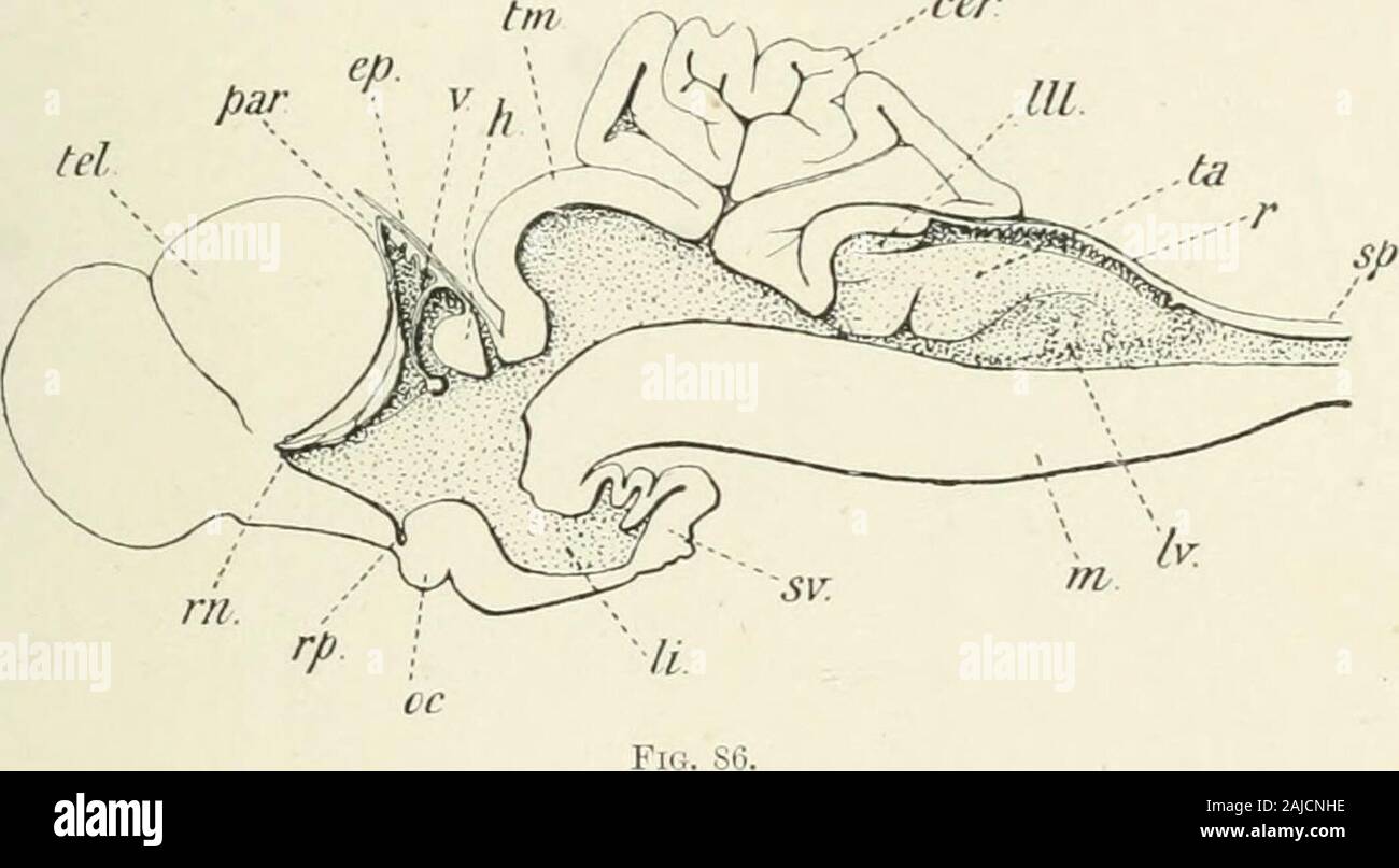 Un trattato di zoologia . ontanelle del cranio; butthere è nessun occhio pineale. Come in molti altri pesci, i lobi andsaccus inferiores vasculosus sono ben sviluppati nella regione infundibular.Il cervelletto è molto ampio e spesso contorti ; il restiformbodies, ai lati del midollo, possono anche essere prominente. Appaiate alette 127 La fosforescenza di Elasmobranchs, citato da Aristotele,sembra essere dovuta a particolari organi poco sparsi per la pelle(Burckhardt [71], Johann [2-46]). Le alette mediane sono sempre suddivisi; la caudale è heterocercalin struttura interna, thougli l'asse è almos Foto Stock