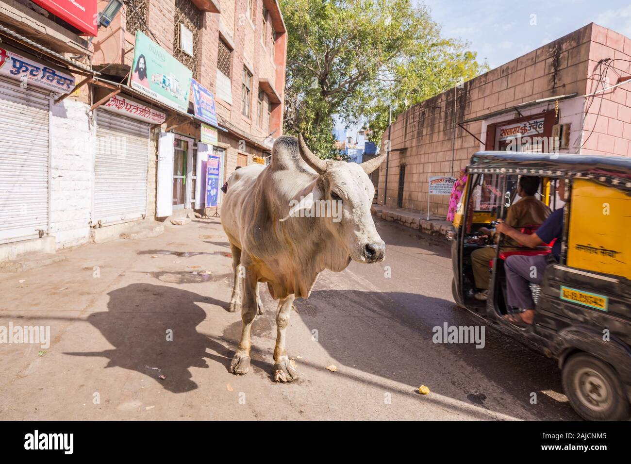 Jodhpur, India - 08 Marzo 2017: Grande vacca Bianca passeggiate attraverso la citta'. Foto Stock
