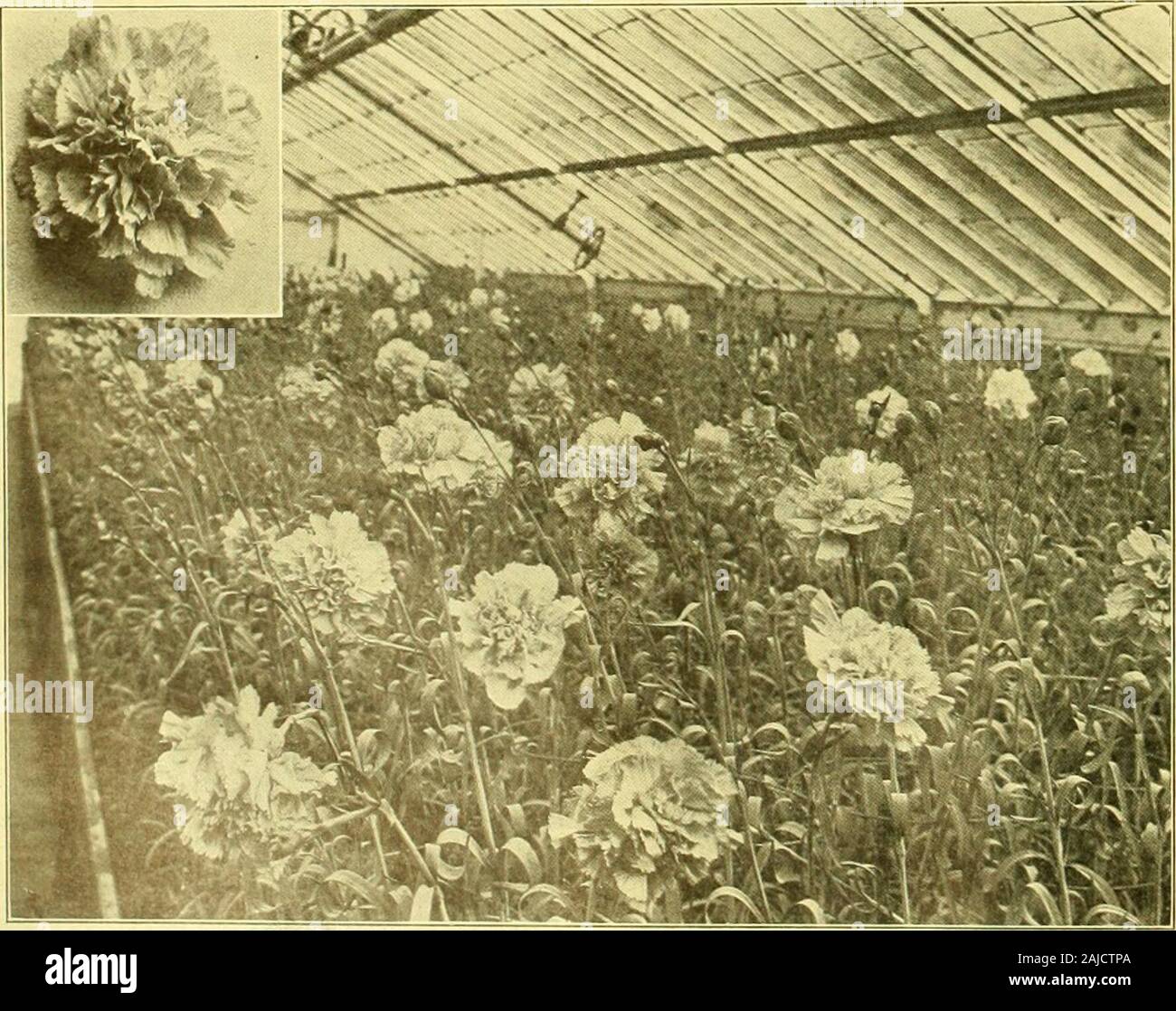 I fioristi' scambio : una media settimanale di interscambio per fioristi, vivaisti, seedsmen e il commercio in generale . ding forhonorable del campo Servizio e di ambizione a coltivare. Mont-gomery diede al w^orld i suoi magnifici risultati ofrose cultura, Coleman prima portato a nostro avviso thegreat possibilità del crisantemo; Fisher come-tonished tutti noi con la sua attenta, paziente e successfulefforts con il garofano. E mi prendo un pardonablepride, in un modesto riferimento al fatto che qui inour proprio bene città di Boston molto di ciò che è stato donein la crescita e progresso, in buoni risultati tha Foto Stock